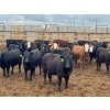 Image 2 : Driland Feeders - 790# May Delivery Heifers - 80 Head (Burdett, AB)