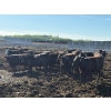 Image 2 : 6U Cattle Company - 880# June Delivery Heifers - 71 Head (Manning, AB)
