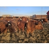 Image 7 : C.O. Johnson & Sons Ranches  - 890# March Delivery Steers - 101 Head (Scandia, AB) VBP+