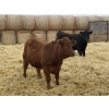 Image 6 : Attema Farms Ltd. - 975# March Delivery Steers - 64 Head (Bentley, AB)