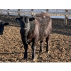 Image 5 : Justin Tateson - 800# March Delivery Steers - 78 Head (Scandia, AB)