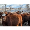 Image 2 : C & M Ranching (Cordell Griffith) - 7 RBF Heifers (Pen 627 - 629)