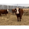 Image 2 : Kelndorfer Farms - 34 2nd & 3rd Calf Red/RBF/RWF Bred Cows (Killam, AB)