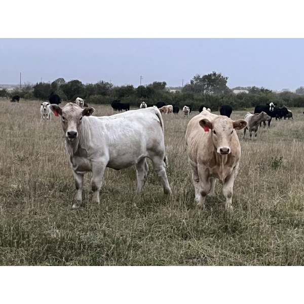 Blaine & Trent Roth Farms - 620# November Delivery Heifer Calves - 70 Head (Veteran, AB)