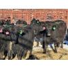 Fox Cattle Co. - 10 Black Heifers (Pen 406)