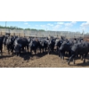 Image 4 : Theresa Guenther - 1010# June/July Delivery Steers - 53 Head (Bow Island, AB)
