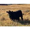 Image 4 : Dalbey Farms - 700# October Delivery Steer Calves - 50 Head (Dalum, AB)