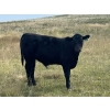 Image 5 : Darrell Goldsmith - 410# Steer Calves - 70 Head (Hoosier, SK)