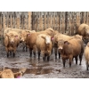 Image 3 : Lesher Lane Enterprises - 910# June Delivery Heifers - 204 Head (Lacombe, AB)