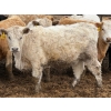 Image 7 : JG Larson Livestock (V-V) - 800# April Delivery Heifers - 74 Head (Jenner, AB) VBP+