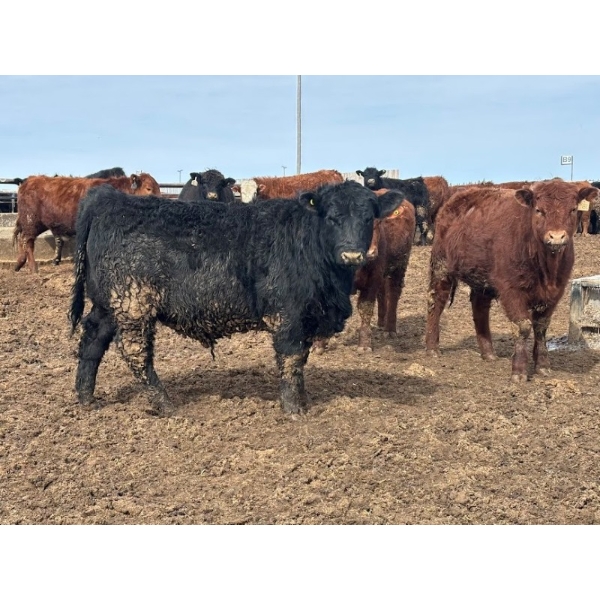 J & J Ranching - 1050# April Delivery Steers - 57 Head (Rhein, SK)