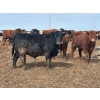 Image 1 : J & J Ranching - 1050# April Delivery Steers - 57 Head (Rhein, SK)