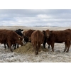Image 3 : Fox Cattle Co. - 50 Red/RBF Simm X March Calving Bred Heifers (Foam Lake, SK)