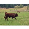 Image 13 : Brady Ranches - 740# October Delivery Steer Calves - 15 Head (Heffley Creek, BC)