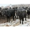 Image 2 : Chris, Debbie & Dwayne Wimmer - 710# March Delivery Steers - 90 Head (Lundar, MB)