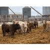 Image 3 : Franklin Cattle Co. - 625# December Weaned Steers - 78 Head (Marwayne, AB)