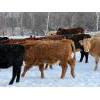 Image 12 : Steven Bartel - 975# July Delivery Heifers - 63 Head (Carroll, MB)