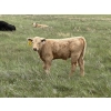 Image 3 : Saddleridge Farming - 640# November Delivery Steers - 100 Head (Rosemary, AB)