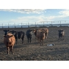 Image 2 : Valleyview Ranch - 820# Sept/Oct Delivery Steers - 75 Head (Valleyview, AB)