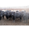 Image 3 : Cluny Colony - 790# November Weaned Steers - 51 Head (Cluny, AB)