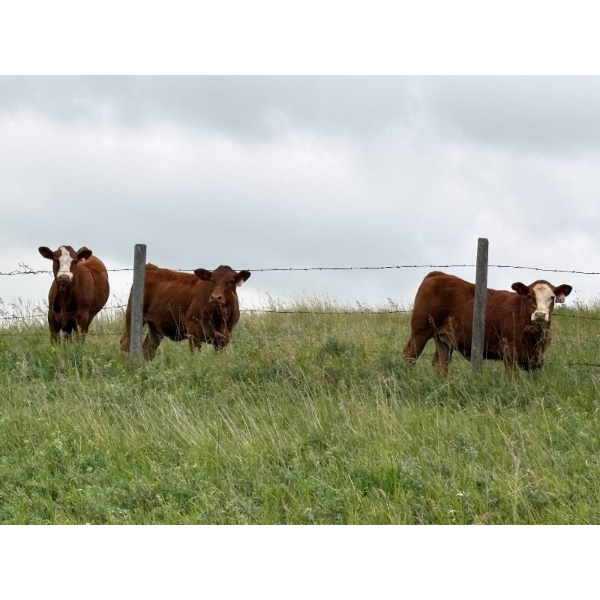 Diamond A Farms - 690# September Delivery Steer Calves - 84 Head (Girvin, SK)