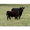 Image 3 : Paragon Ranch - 515# Sept/Oct Delivery Steer Calves - 110 Head (Bengough, SK)