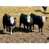 Image 2 : West Ridge Farms - 930# April Delivery Steers - 67 Head (Crossfield, AB)