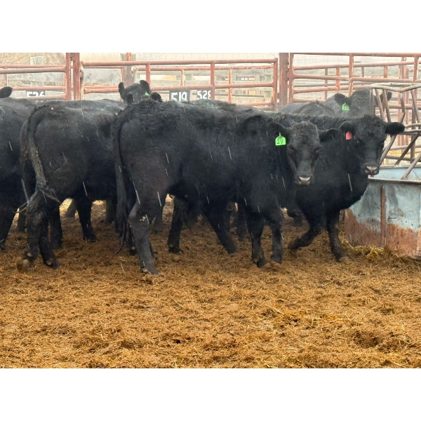 D6 Cattle Farm - 17 Heifers (Pen 519)