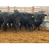 Image 1 : D6 Cattle Farm - 17 Heifers (Pen 519)