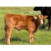 Image 7 : Richard Beekman - 575# November Delivery Steer Calves - 30 Head (Strathmore, AB)