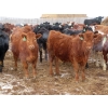 Image 3 : Hebert Livestock Ventures - 665# March Delivery Heifers - 120 Head (Wawota, SK) VBP+