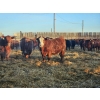 Image 4 : C.O. Johnson & Sons Ranches - 832# March Delivery Steers - 107 Head (Scandia, AB) VBP+