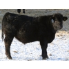 Image 3 : Tica Holdings Ltd. - 850# February Delivery Steers - 70 Head (Midale, SK)