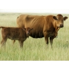 Image 6 : Justin & Theresa Berry - 475# Heifer Calves - 35 Head (Hanna, AB)