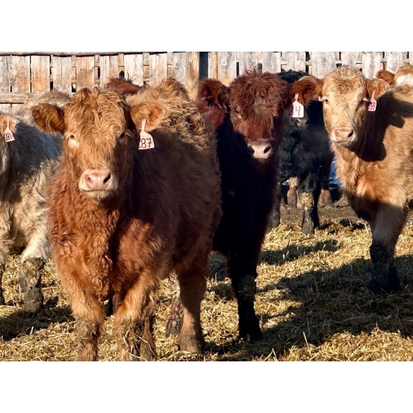 Schunicht Farms - 800# March Delivery Heifers - 220 Head (Strathmore, AB)