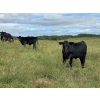 Image 26 : Brandin & Patrick Beasley - 525# October Delivery Steer Calves - 220 Head (Boggy Creek, MB)