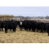 Image 2 : Michael Jennings - 515# April Delivery Bulls - 43 Head (Condor, AB)