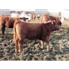 Image 6 : Helland Land & Cattle Co. Ltd. - 870# April Delivery Heifers - 56 Head (Lomond, AB)