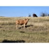 Image 17 : Farming Valley Ranch (Ben Tateson) - 590# November Delivery Steer Calves - 100 Head (Cereal, AB)