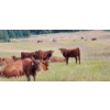 Image 3 : OK Ranch - 475# October Delivery Heifer Calves - 115 Head (Big Bar, BC)