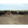 Image 4 : Marketa Land & Cattle - 1250# September Delivery Steers - 50 Head (Botha, AB)