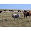 Image 12 : Farming Valley Ranch (Ben Tateson) - 540# November Delivery Heifer Calves - 100 Head (Cereal, AB)