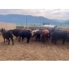 Image 5 : Westwold View Farms - 950# September Delivery Steers - 62 Head (Westwold, BC)