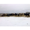 Image 8 : Merrick Campbell Herd Dispersal - 40 6, 7 & 8 Year-Old Bred Cows (Calahoo, AB) VBP+