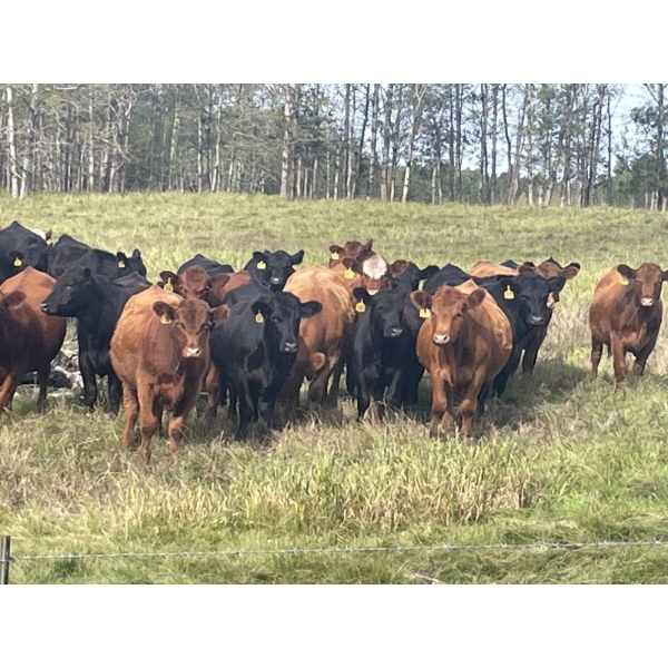 K6 Farms - 1000# Sept/Oct Delivery Grass Steers - 210 Head (Buck Lake, AB)