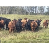 Image 1 : K6 Farms - 1000# Sept/Oct Delivery Grass Steers - 210 Head (Buck Lake, AB)