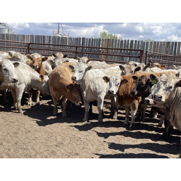 Lone Star Cattle Co. - 1000# June Delivery Heifers - 63 Head (Strathmore, AB)