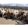Image 1 : Lone Star Cattle Co. - 1000# June Delivery Heifers - 63 Head (Strathmore, AB)