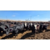 Image 6 : Cattlewood Farms Ltd. - 830# April Delivery Heifers - 70 Head (Vauxhall, AB)