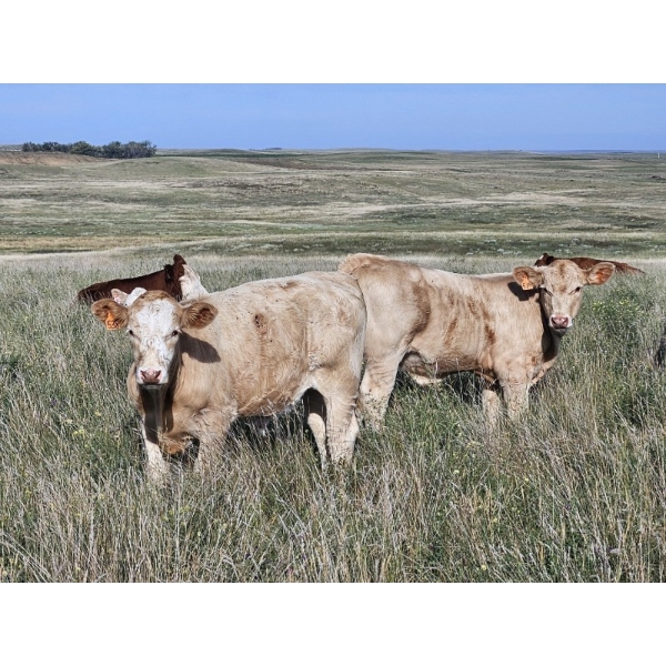 Logan Brothers (Rod, Barry & Bruce) - 700# October Delivery Steer Calves - 80 Head (Oyen, AB)